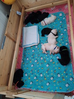 Prodej štěnat - Labradorský retrívr - 3