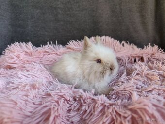 Krásní Teddy králíčci a lvíčci s Teddy genem s VP - 3