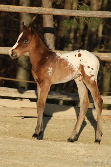 Appaloosa bay blanket colt Atlas - 3