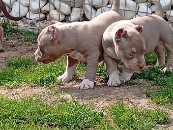 American bully pocket - 3