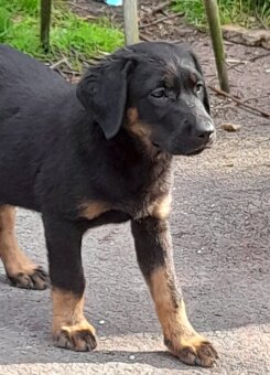 Štěně labradora , labrador - 3