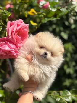 Pomeranian - 3