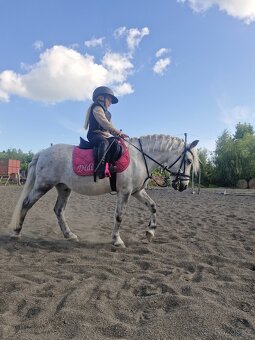 Pony valach - 3