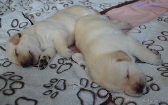 Žlutá štěňátka labrador retrievera s PP - chlapečci - 3
