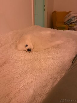 Německý trpasličí špic (Pomeranian) - 3