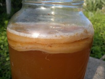 Kombucha kombuča scoby - 3