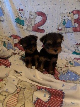 Jorkšírský teriér bez PP - 3