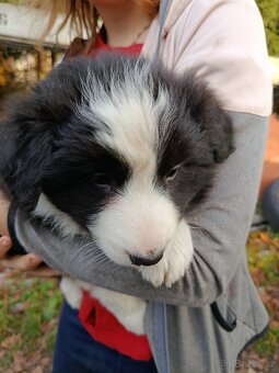 Prodám štěňata border kolie - 3