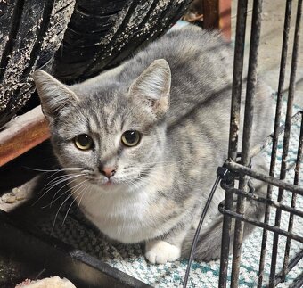 Daruji 3 cca 4-5mesicni kotatka - 3