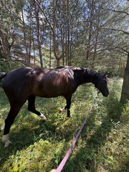 Zatím půlpronajem koně - 3