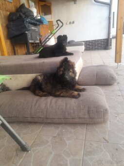 Německý ovčák s PP štěňata - 3