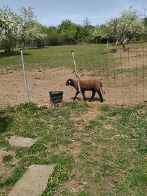 Ovce suffolk letošní jehnice - 3