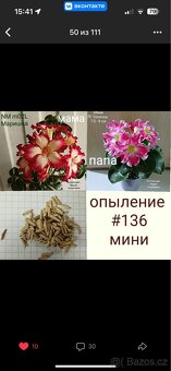 adenium obesum mini - 3