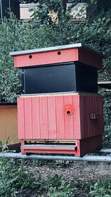 Varroa Termo podstavec pre včely - 3