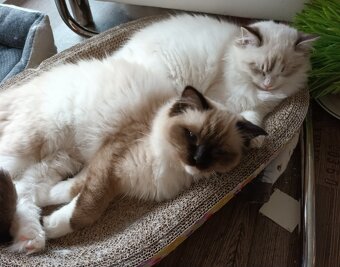 Kočička seal mitted ragdoll s PP - 3