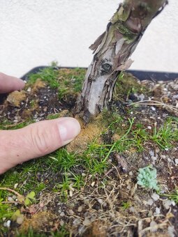 Tvarovaný strom, bonsai, niwaki, yamadori - 3