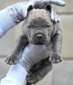American Bully - 3