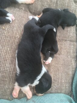 Border Kolie - 3