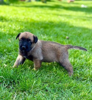 Belgický ovčák malinois s PP - 3