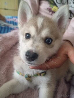 Sibiřský husky s československým vlčákem - 3