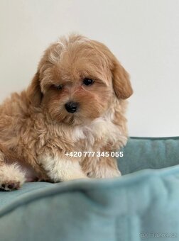 Maltipoo Caramel, pejsek – 1200€ - 3