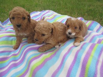Maltipoo štěňátka - 3