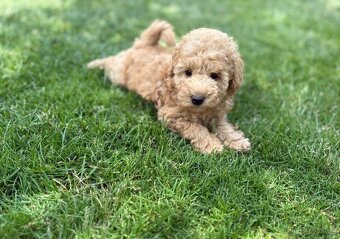 Maltipoo - 3