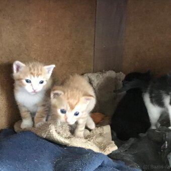 Koťata 6 týdnů - 3