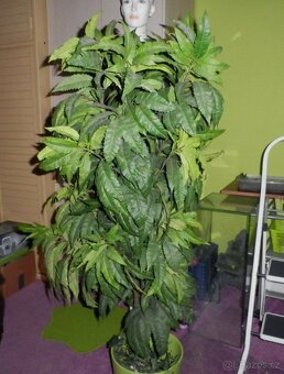 Umělý strom do bytu, hustý, velký-145 cm - 3