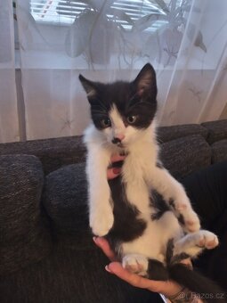 Daruji koťátka - 3