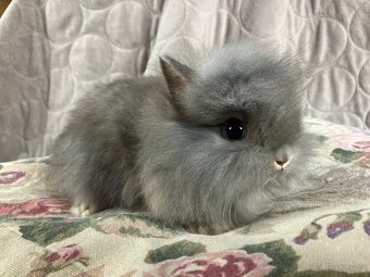 Zakrslý králík Teddy, lvíček i krátkosrstý - 3