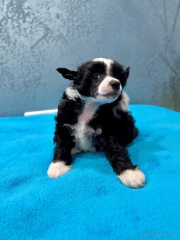 Čínský chocholatý pes s PP - labutěnka Cody - 3