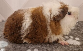 Morčatá s PP-samice - 3