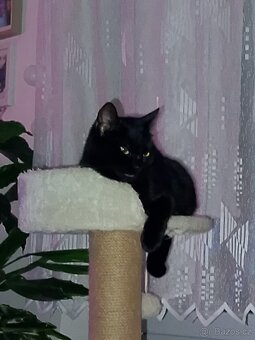 Kočička hledá domov - 3