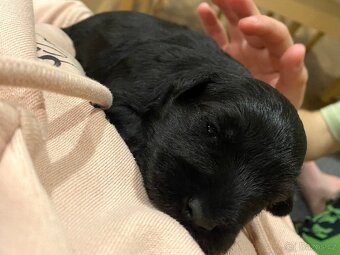 Knirac maly s PP - 3