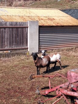 Ovce kamerunská - 3