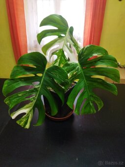 Monstera deliciosa variegata - 3