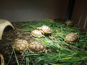 Želva ostruhatá (Centrochelys sulcata) - 3