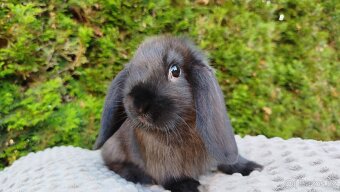 Zakrslý beránek, králíček, králík - PEGAS - 3