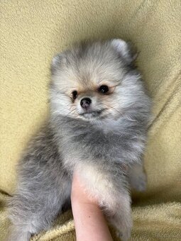 Miniaturní holčička pomeraniana s PP FCI - 3