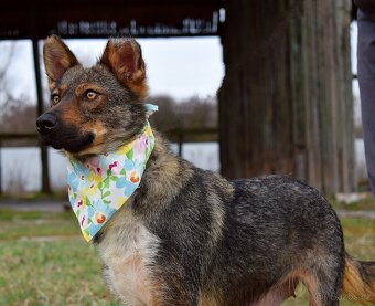 AJSCHA K ADOPCI - 3,5 ROKU, MILÁ, HODNÁ, VHODNÁ K DĚTEM - 3
