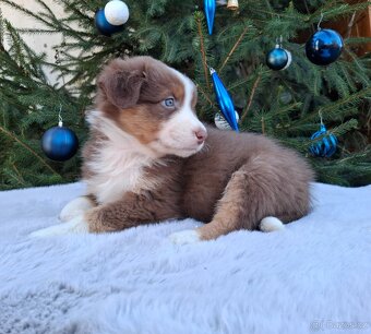 Australský ovčák s PP - 3