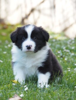 Border kolie s PP - kluk - 3