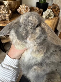 Minilop zakrslý králíček - 3