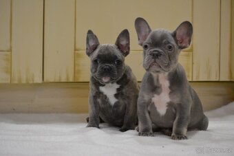 Francouzsky buldoček - 3