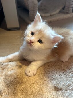 Mainska mývalí koťata bez pp - 3