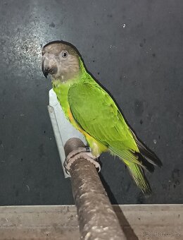 Papoušek senegalský - 3