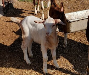 Kůzlata - 3