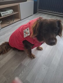 Airyvest one M50 vesta pro pejska - 3