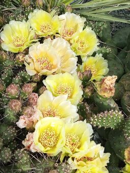 Juky, opuncie,agave - 3